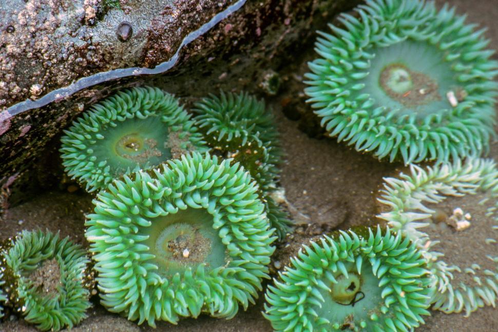 Free Image of Sea Anemones in Tidepool 