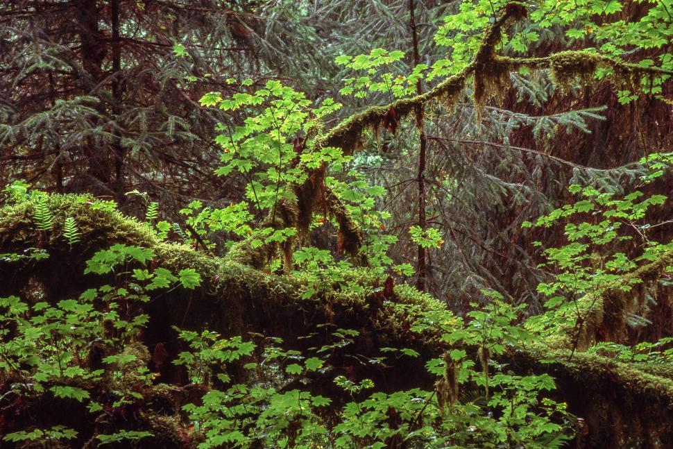 Free Image of Hoh Rain Forest 