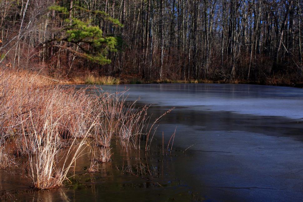 Free Image of Frozen Grasses 