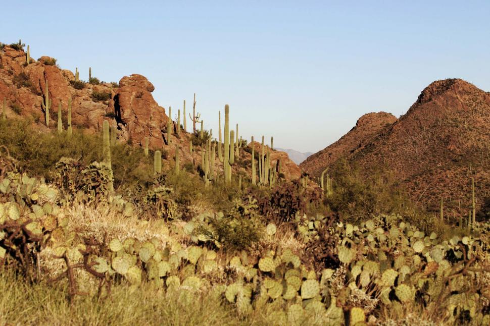 Free Image of Sonoran Desert 