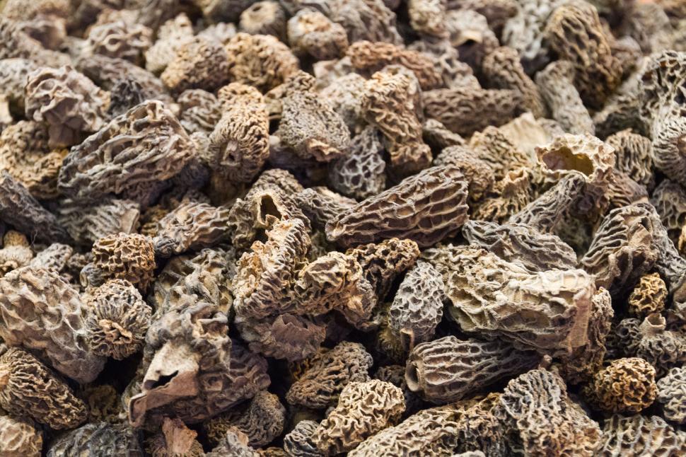 Free Image of Morel mushrooms 