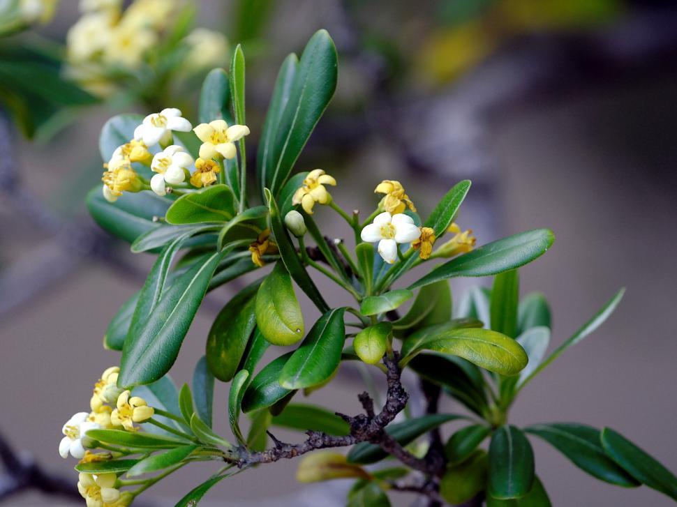 Free Image of Tree branch 