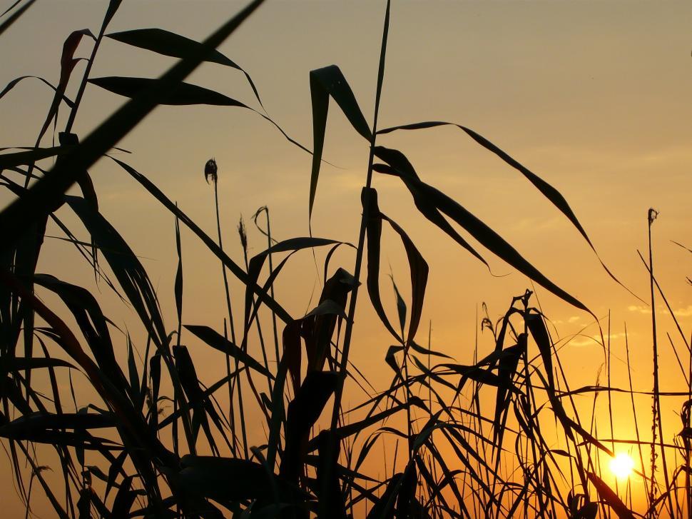 Free Image of Serene Summer Sunset landscape with Bulrush plants  