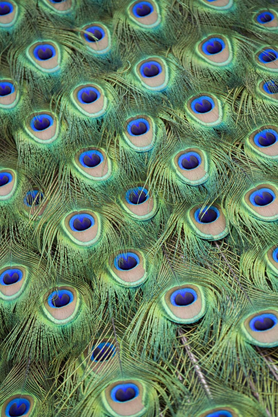Free Image of Peacock Tail Feathers 
