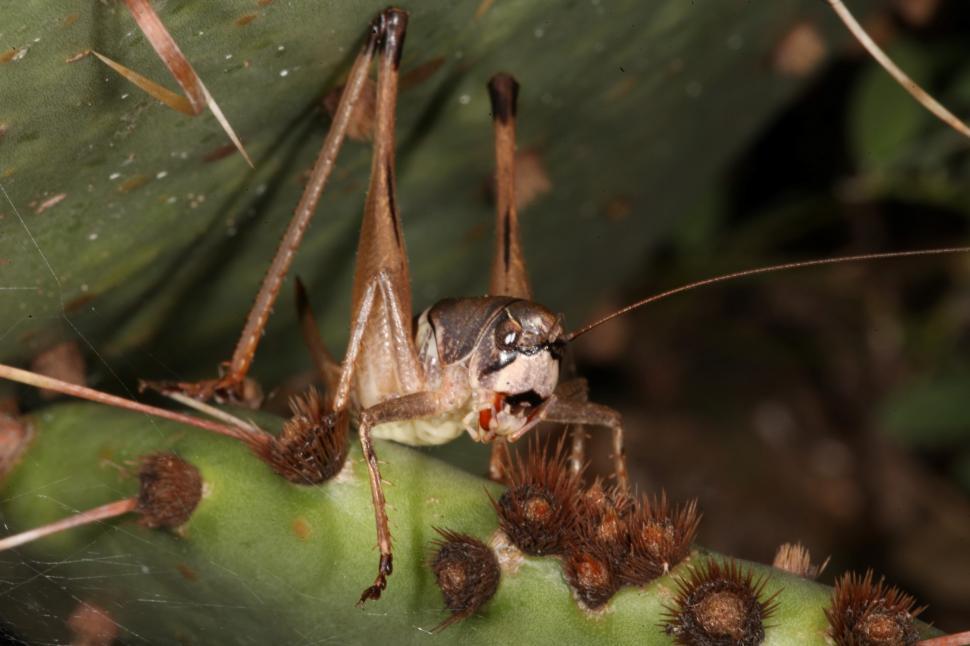 Free Image of Cricket on cactus   