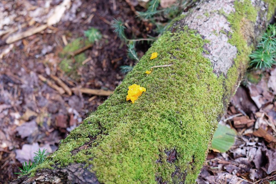 Free Image of Close-Up of Moss-Covered Log in the Woods 