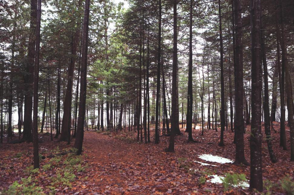 Free Image of Dense Forest With Tall Trees 