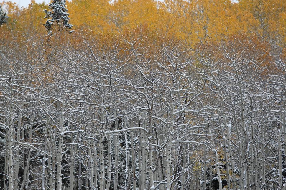 Free Image of Snow-Covered Forest Filled With Trees 