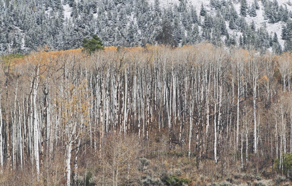 Free Image of Group of Trees Standing in Snow 