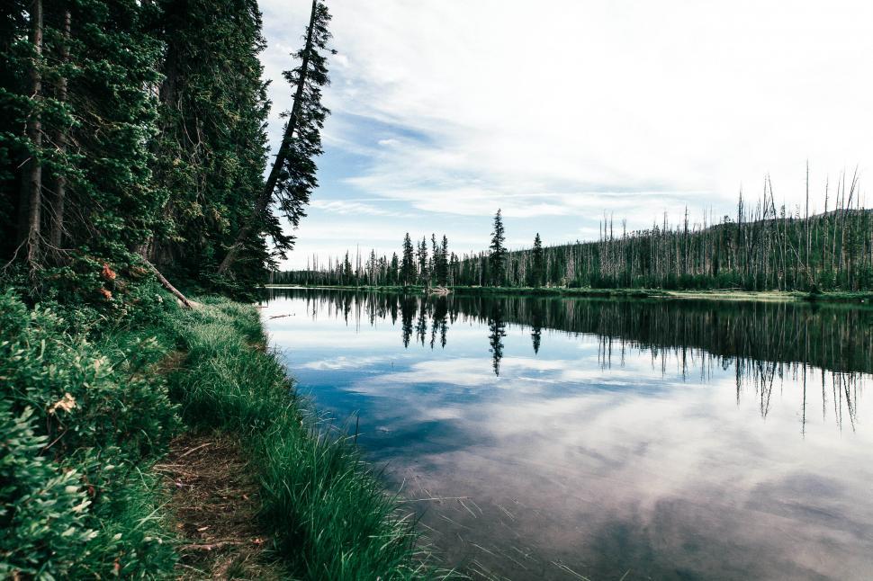 Free Image of Water Body Surrounded by Trees and Grass 
