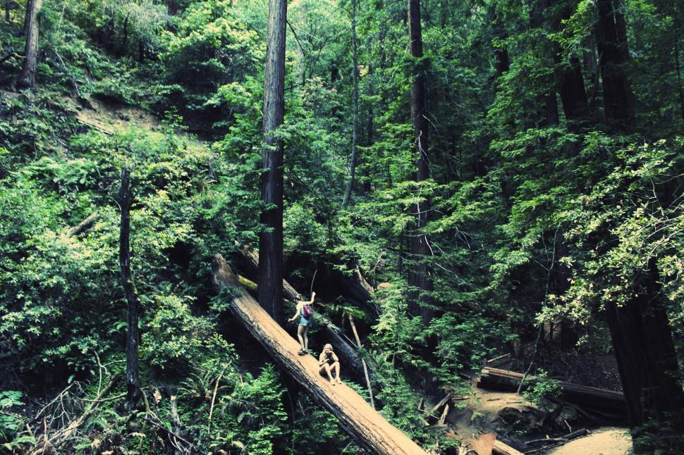 Free Image of Fallen Tree Blocking Forest Path 