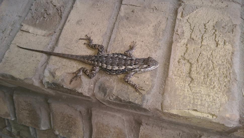 Free Image of Texas Spiny Lizard  