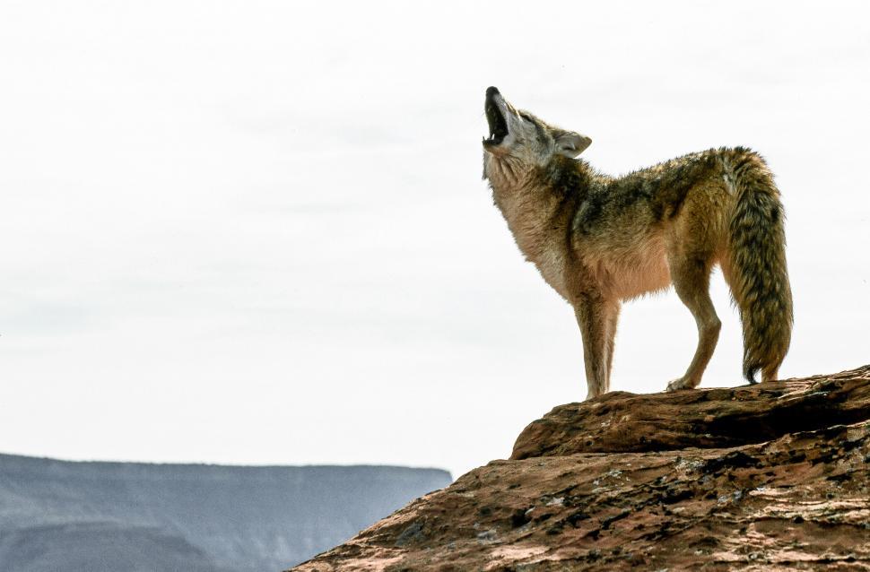 Free Image of Coyote 