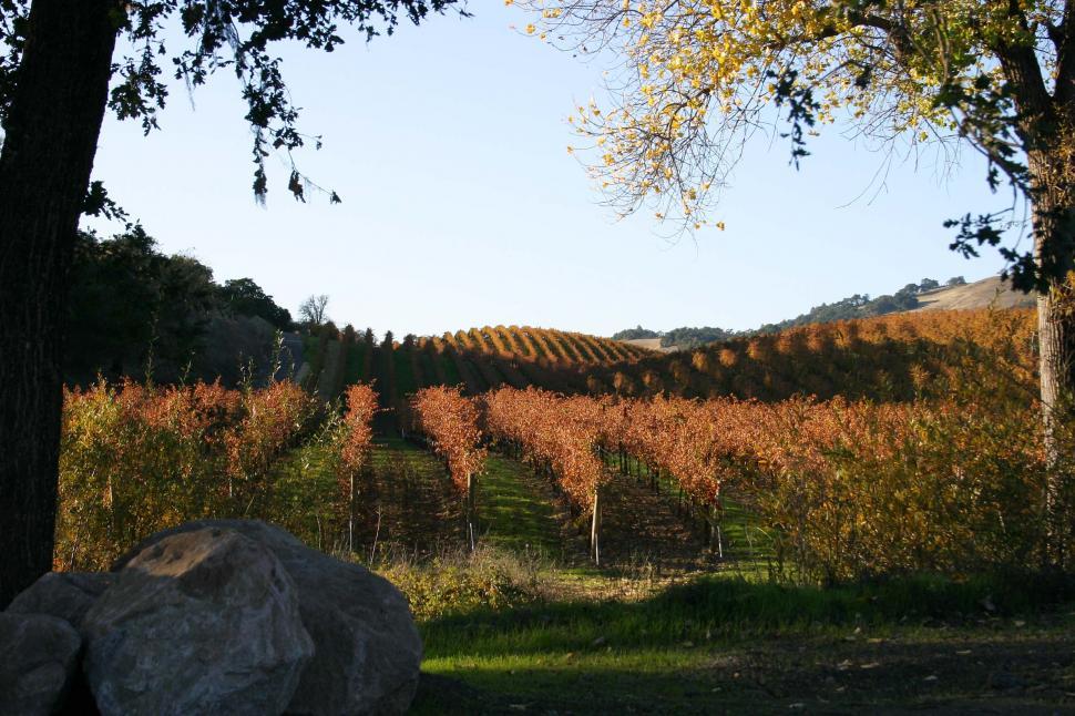 Free Image of Field With Trees and Rock in Foreground 