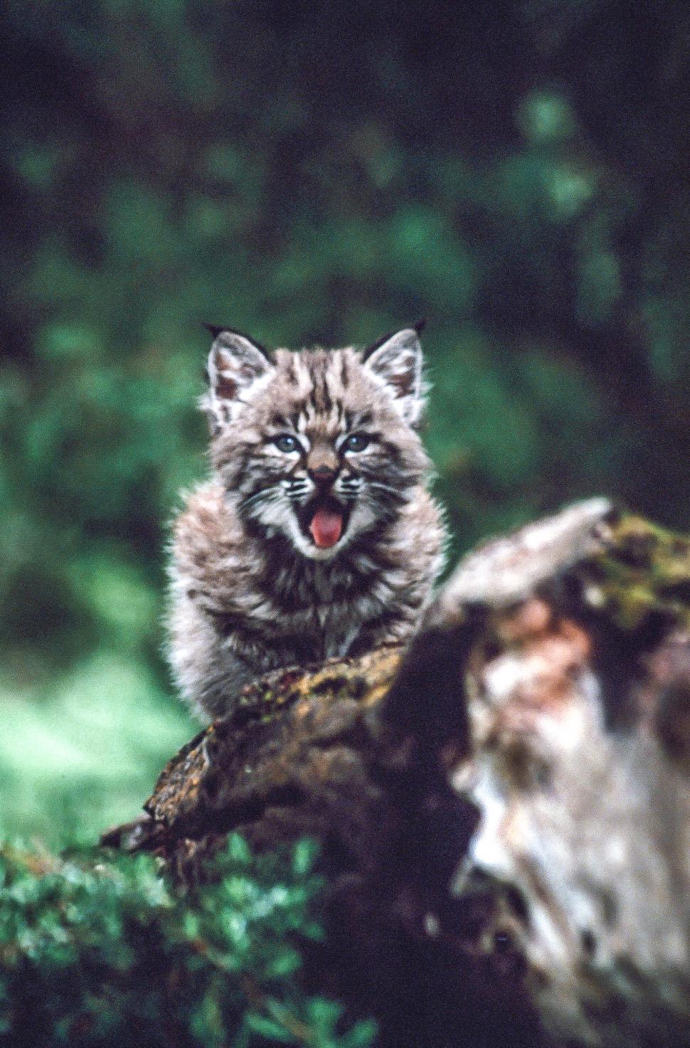 Free Image of Bobcat 
