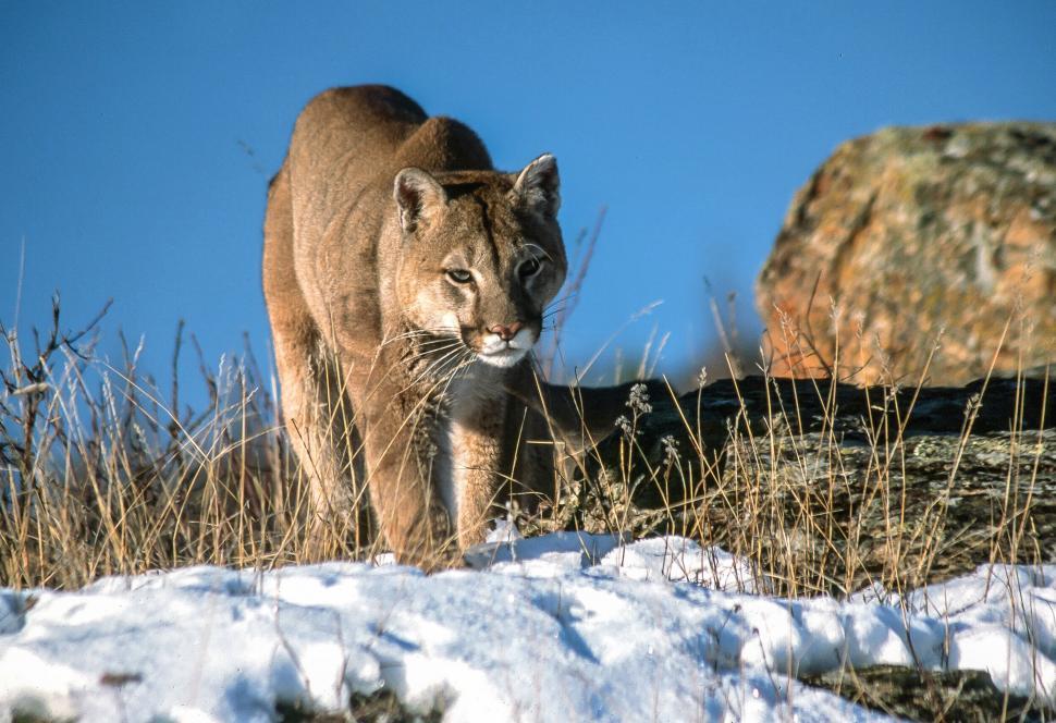 Free Image of Mountain Lion 