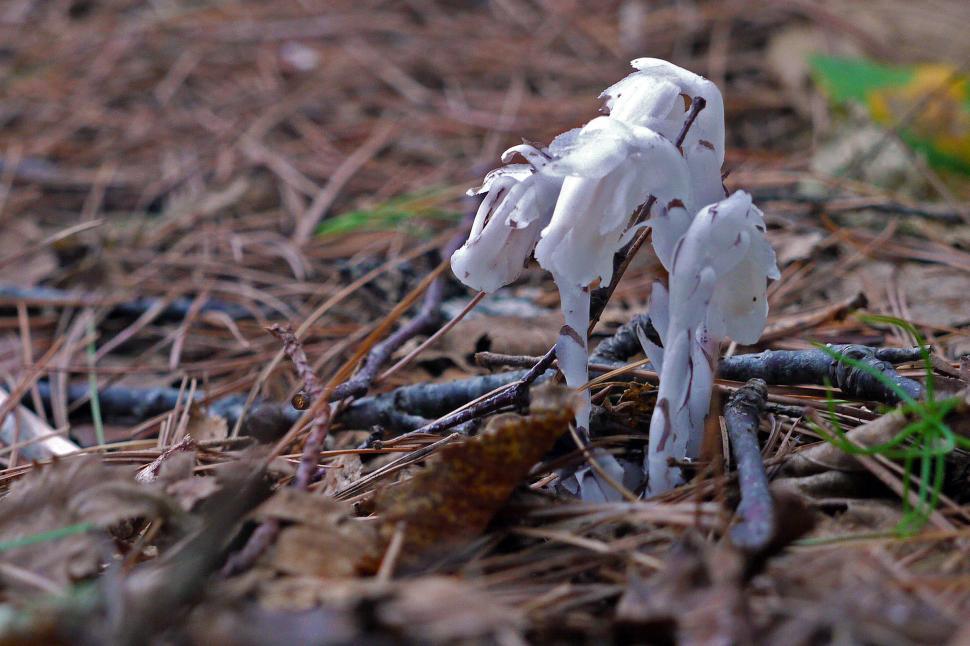 Free Image of Fungi on the forst floor 