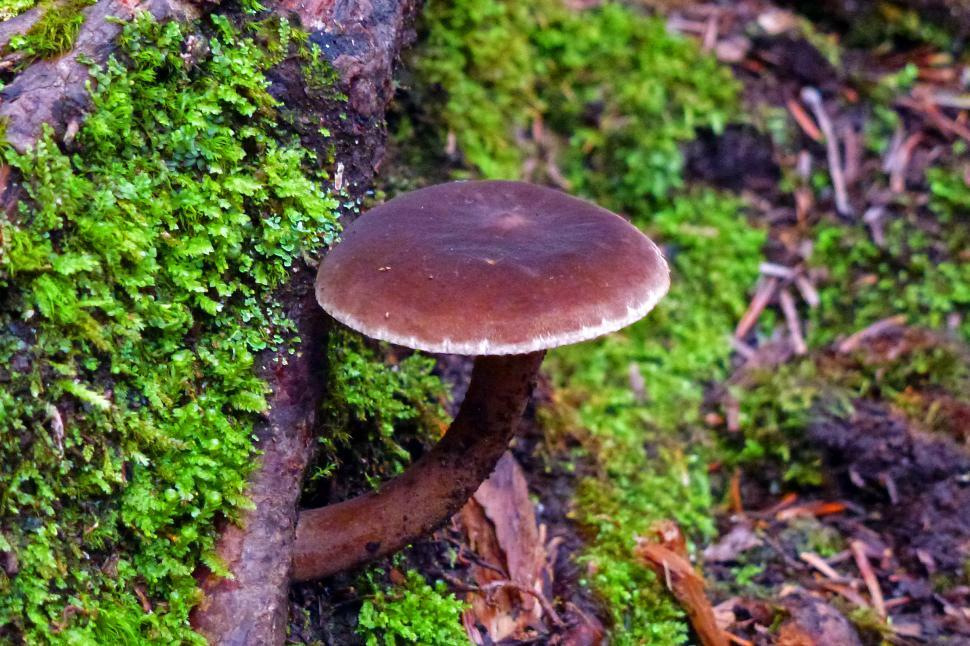 Free Image of Mushroom 