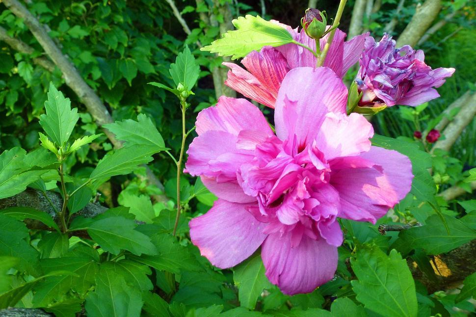 Free Image of Rose of Sharon 