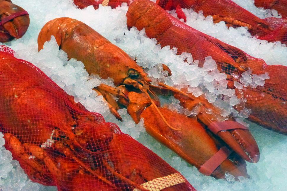 Free Image of Steamed Lobsters on Ice  