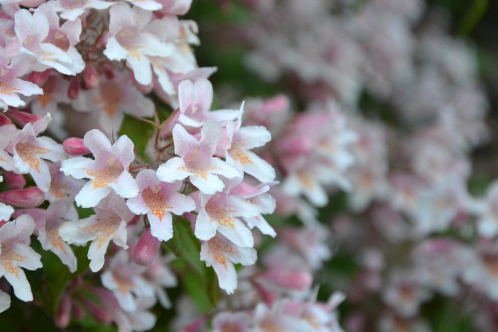 Free Image of Flowers of the beauty bush  