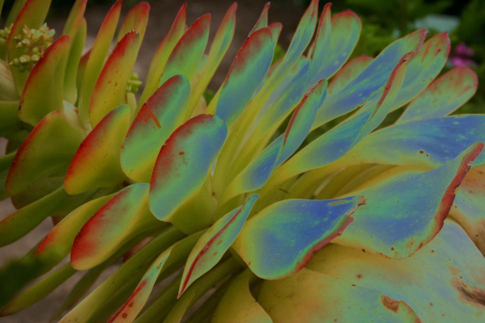 Free Image of Close Up of a Bunch of Bananas 