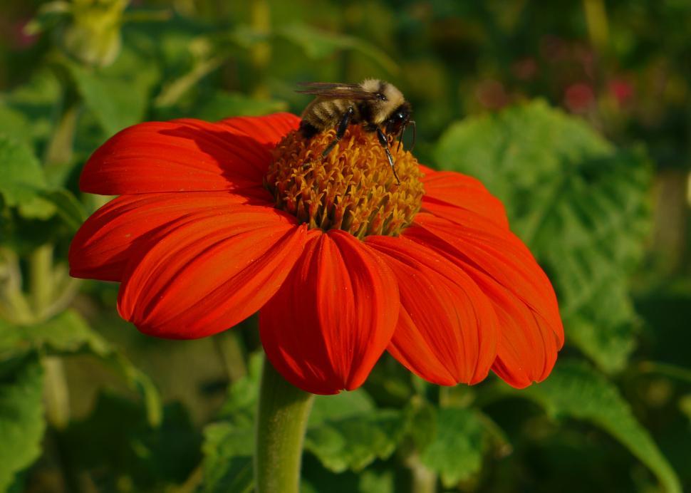 Free Image of Mexican Sunflower - Tithonia 