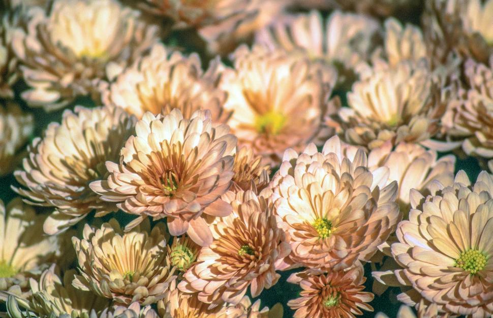 Free Image of Aster flowers 