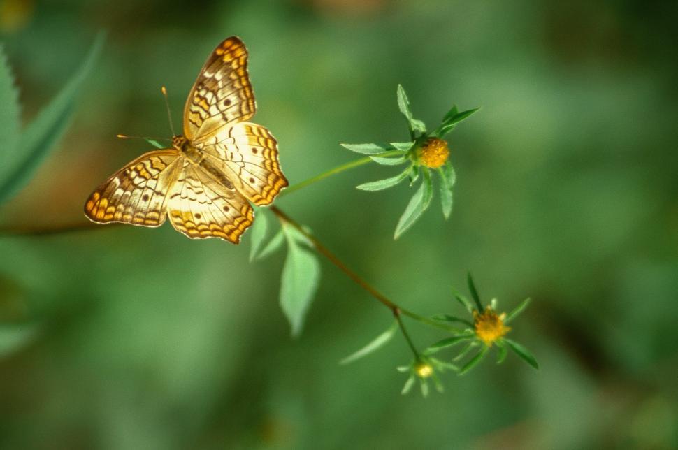 Free Image of White Peacock butterfly 