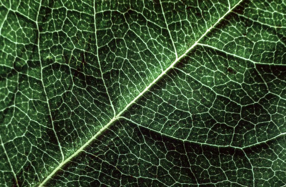 Free Image of Rose Leaf 