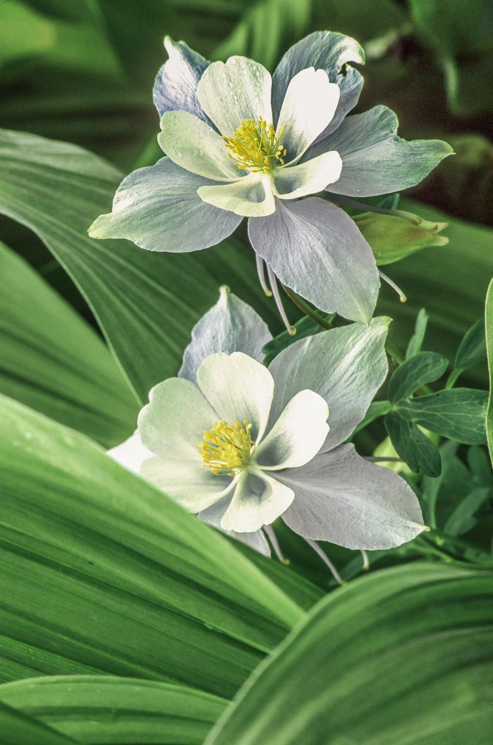 Free Image of Corn flowers 