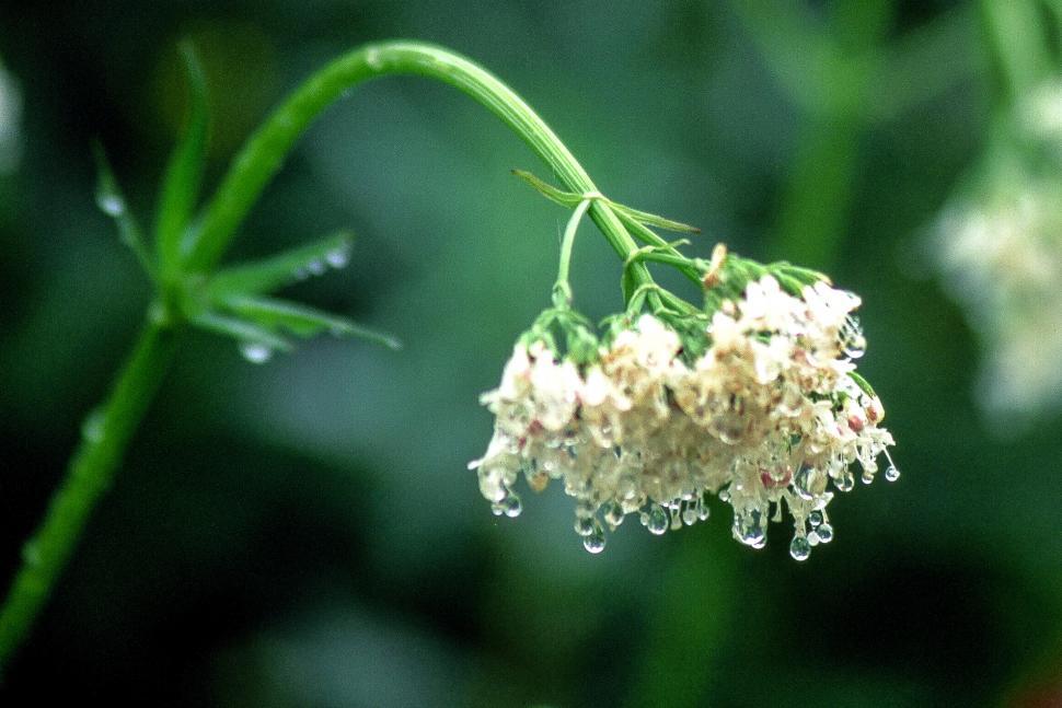 Free Image of Valerian Flowers 