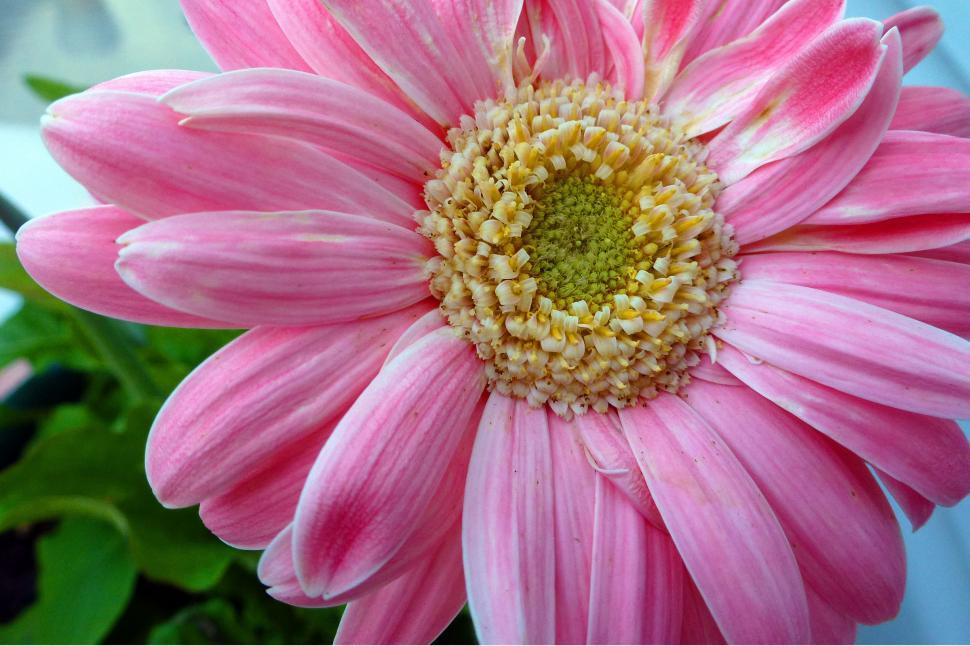 Free Image of Pink Gerbera Daisy Macro 