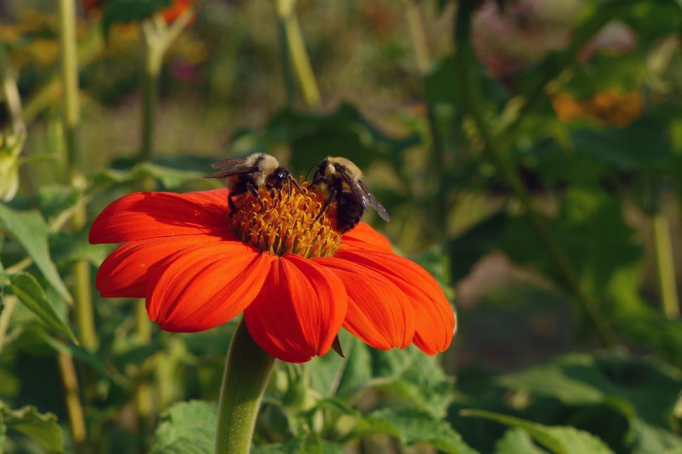 Free Image of Mexican Sunflower and Honey Bees 