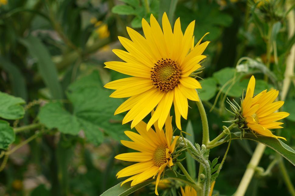 Free Image of Sunflower 