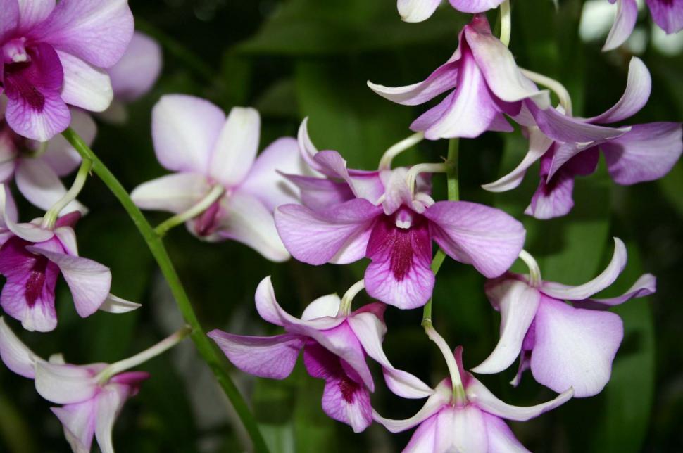 Free Image of Cluster of Purple and White Flowers in a Garden 