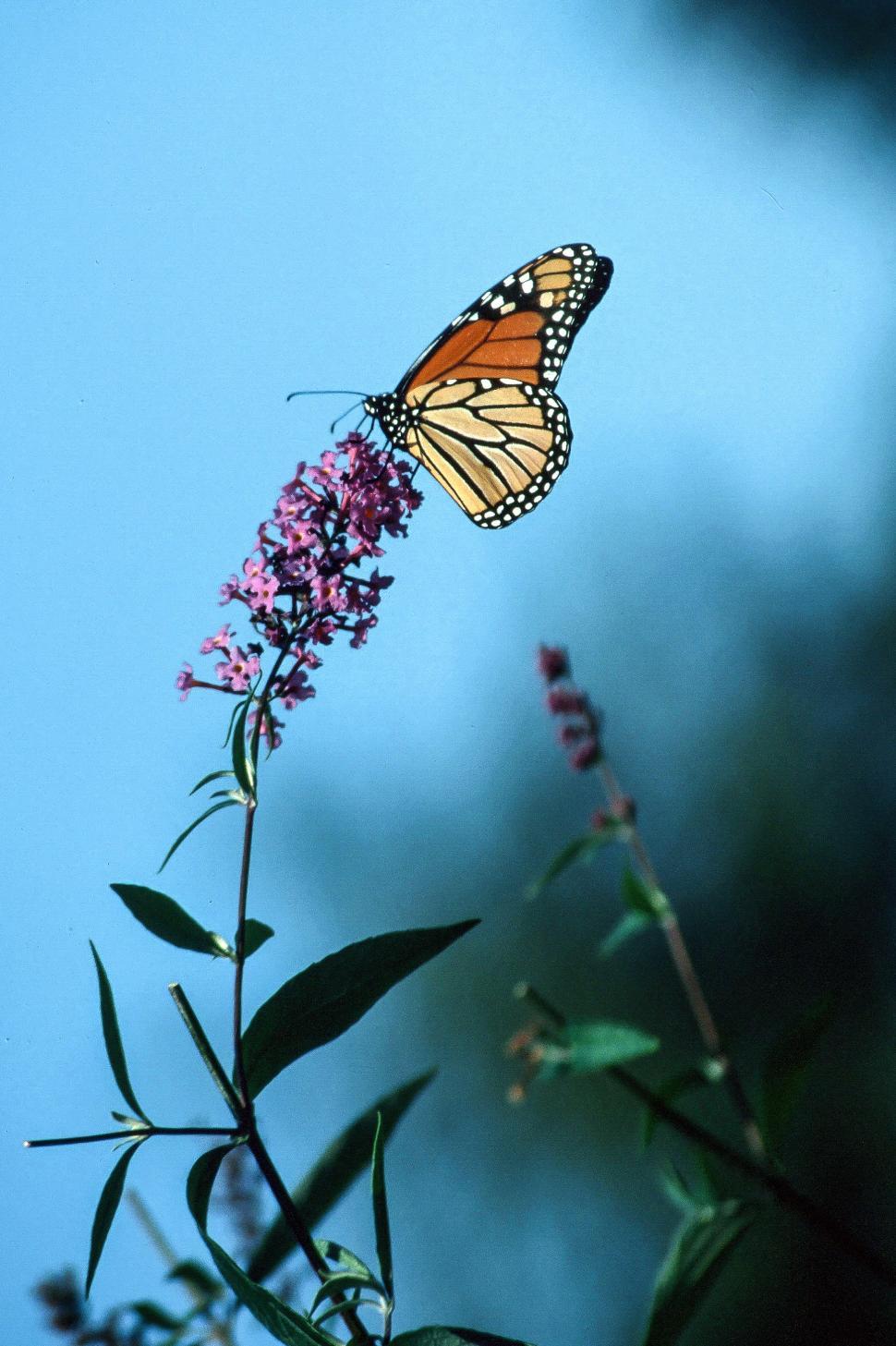 Free Image of Monarch butterfly 