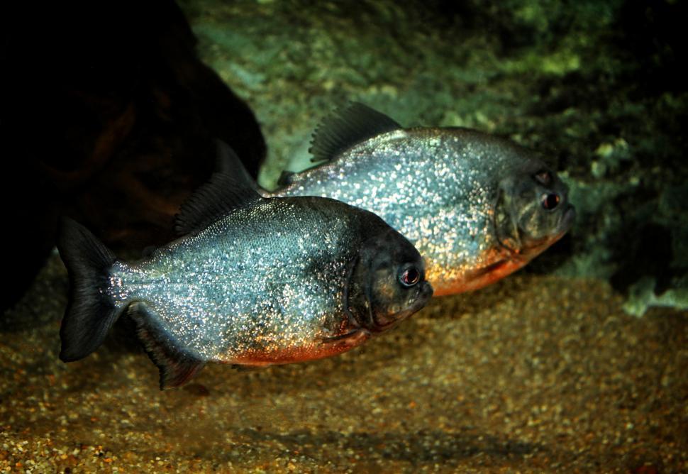Free Image of Red-bellied Piranhas - Tropical Fishes 