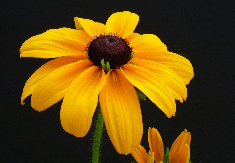Free Image of Black-eyed Susan With Black Background 