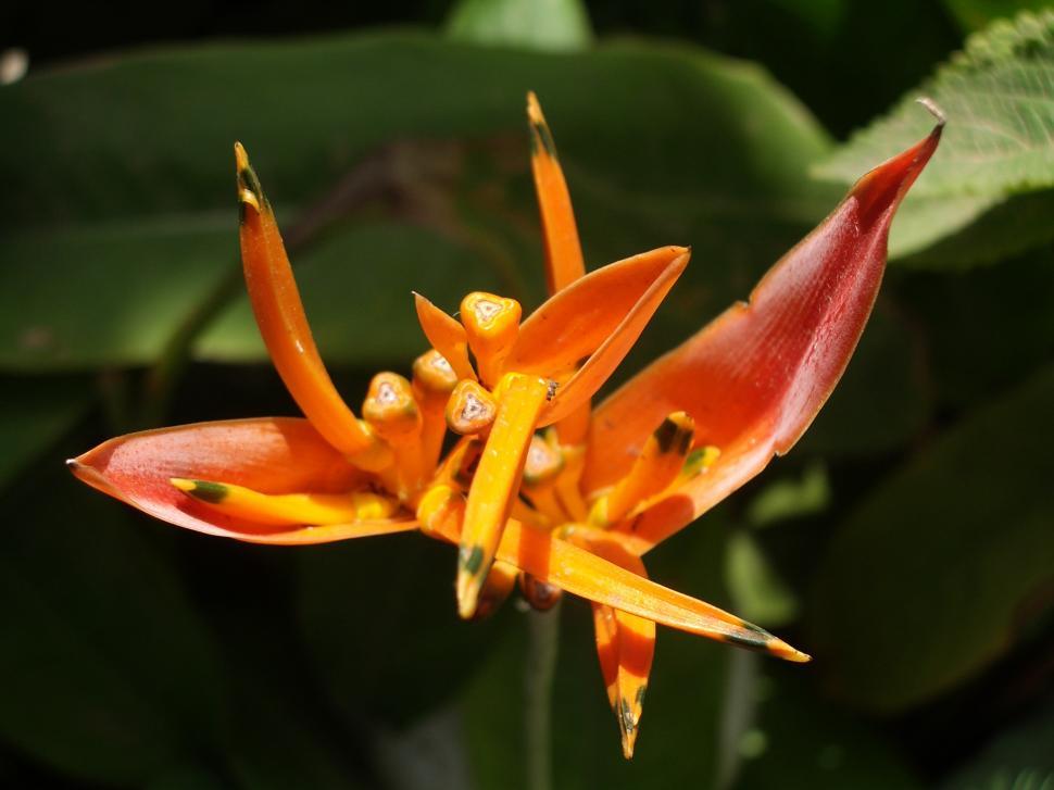 Free Image of Flowers 