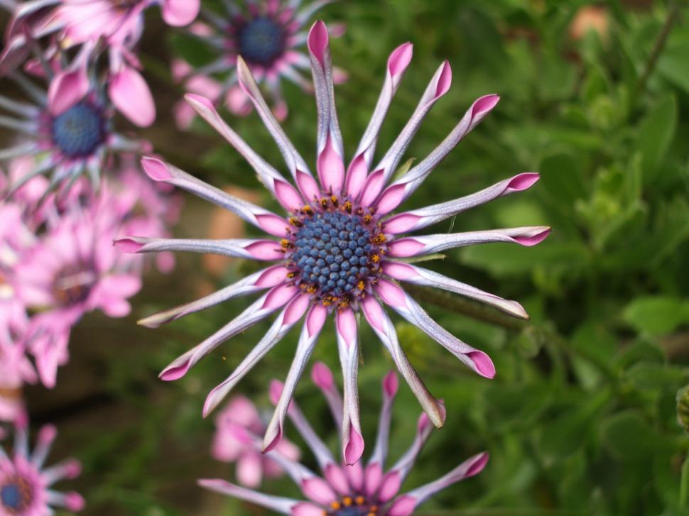 Free Image of Flowers 