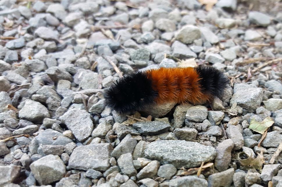 Free Image of Wooly Bear Caterpillar 