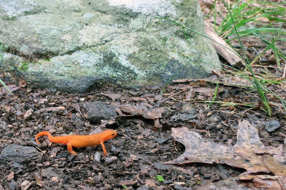 Free Image of Red Spotted Newt 