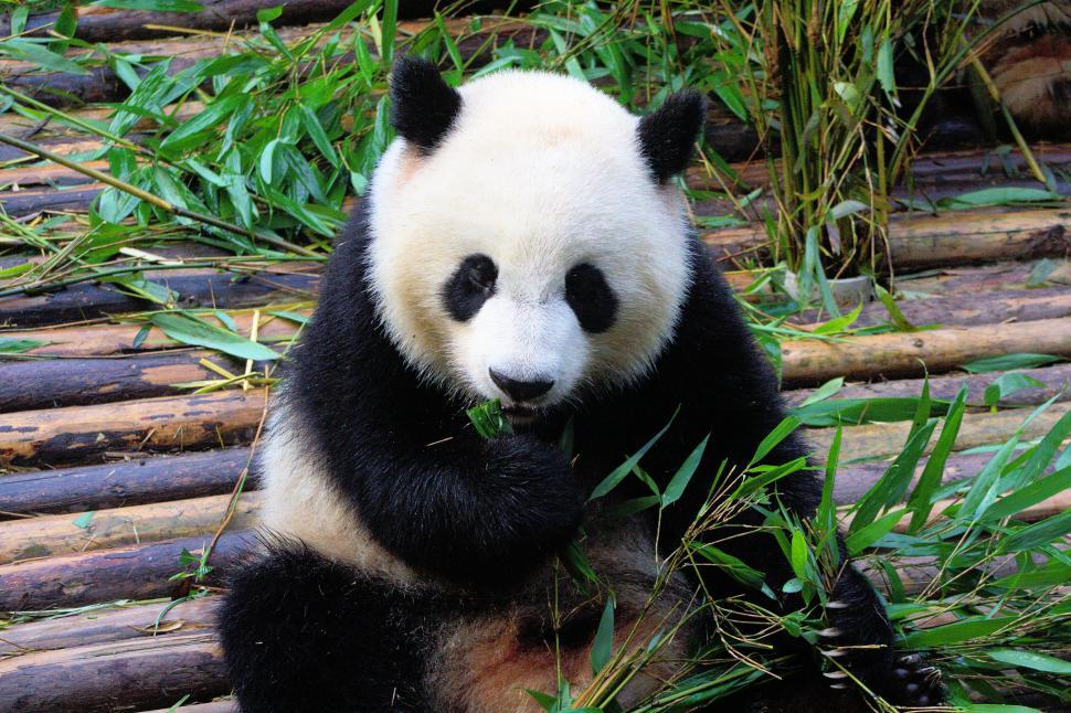 Free Image of Panda  