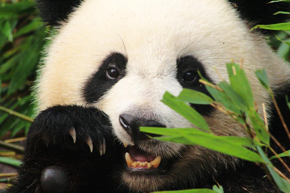 Free Image of Panda bear eating 