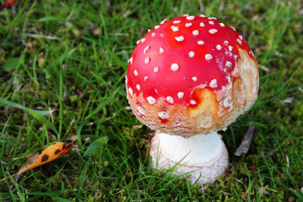 Free Image of Toadstool  