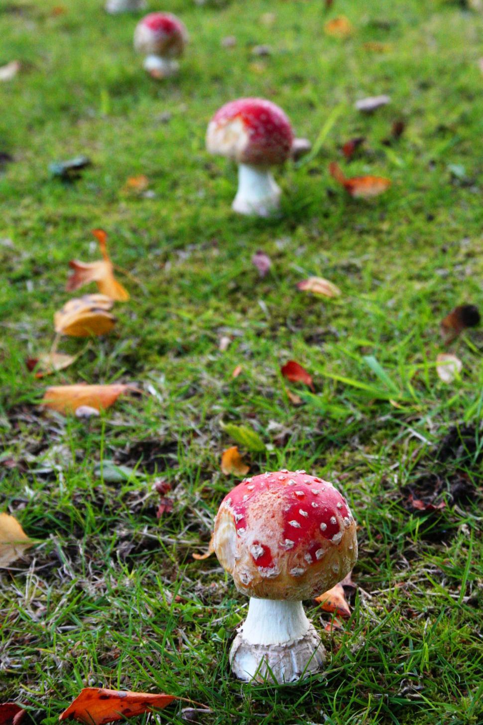 Free Image of Toadstools in the garden 