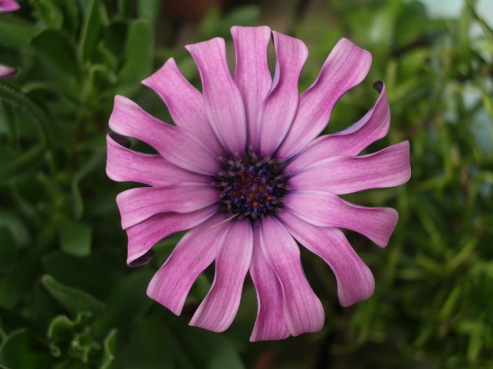 Free Image of Flowers 