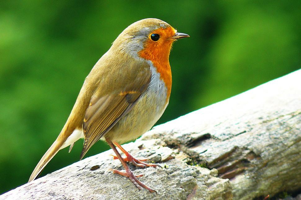 Free Image of Robin  