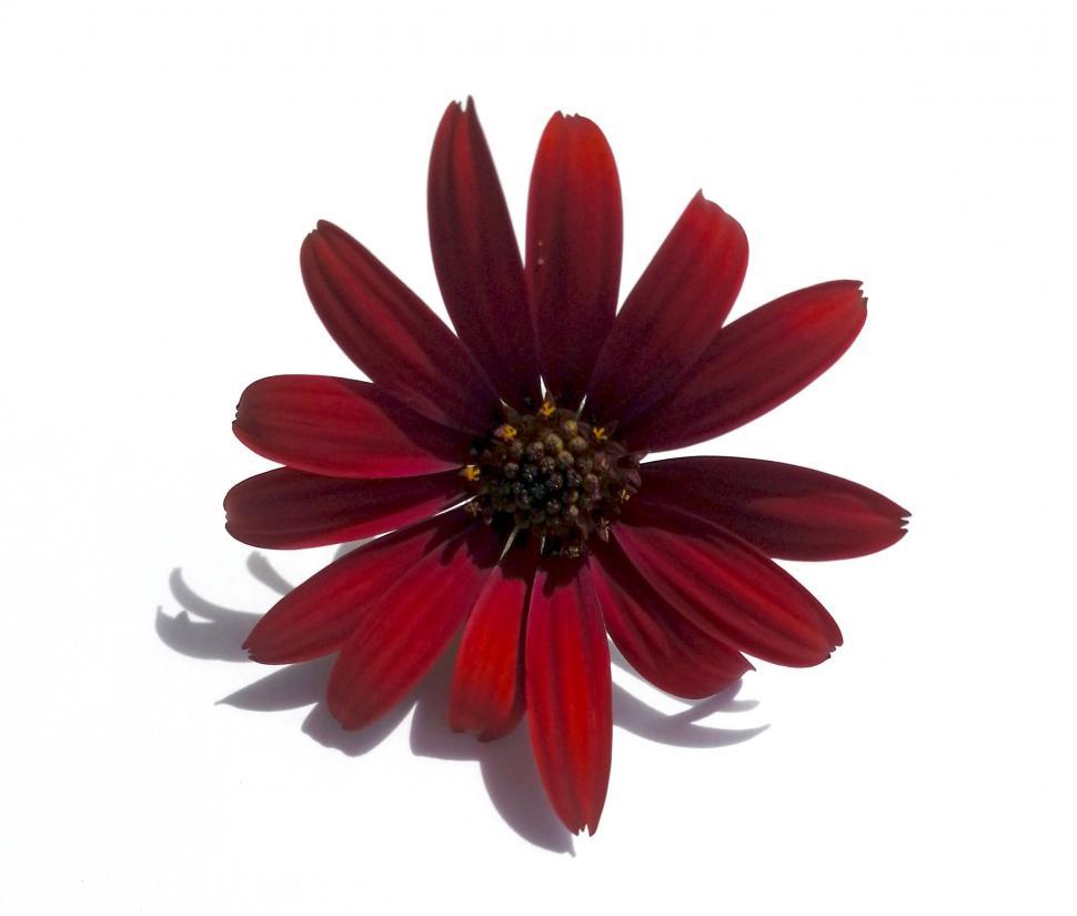 Free Image of Flower  